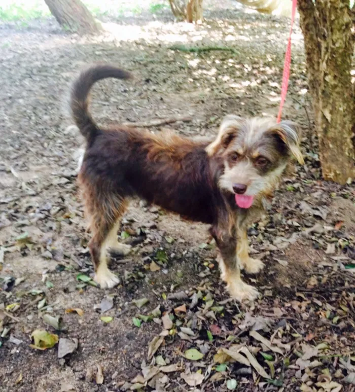 Cachorro ra a SRD idade 7 a 11 meses nome Stella