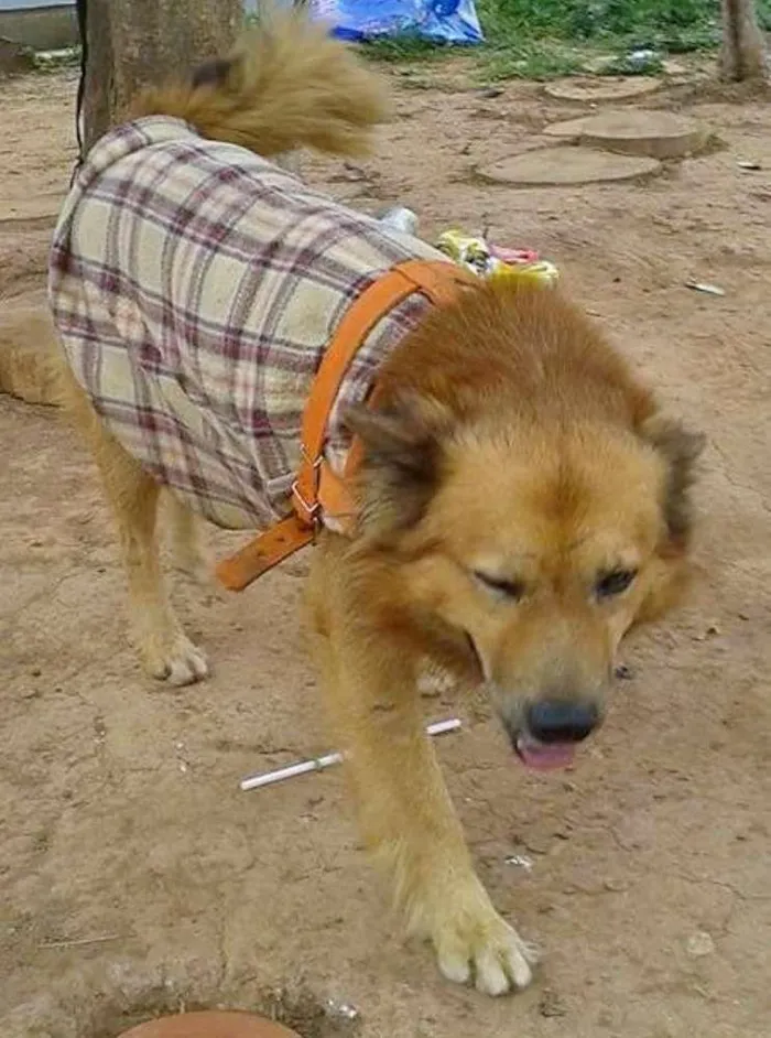Cachorro ra a Mix chow chow idade 2 anos nome Leon