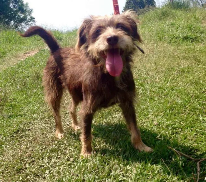 Cachorro ra a SRD idade 7 a 11 meses nome Stella