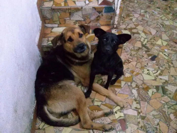 Cachorro ra a Mix pastor idade 3 anos nome Romeu