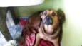 Romeu
