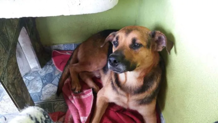 Cachorro ra a Mix pastor idade 3 anos nome Romeu