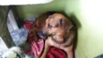 Romeu