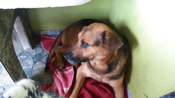 Cachorro ra a Mix pastor idade 3 anos nome Romeu