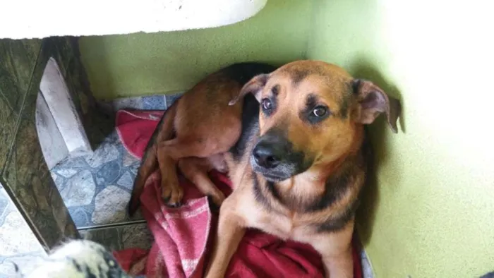 Cachorro ra a Mix pastor idade 3 anos nome Romeu