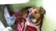 Romeu