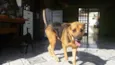 Romeu