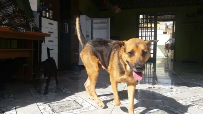Cachorro ra a Mix pastor idade 3 anos nome Romeu