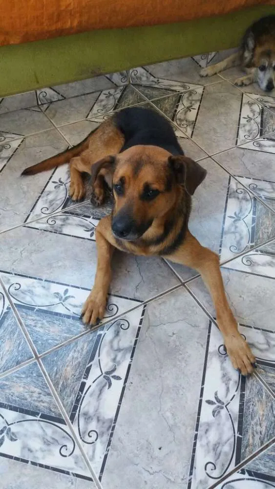 Cachorro ra a Mix pastor idade 3 anos nome Romeu