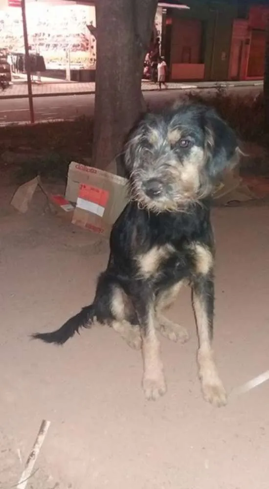 Cachorro ra a srd idade 3 anos nome seu madruga 