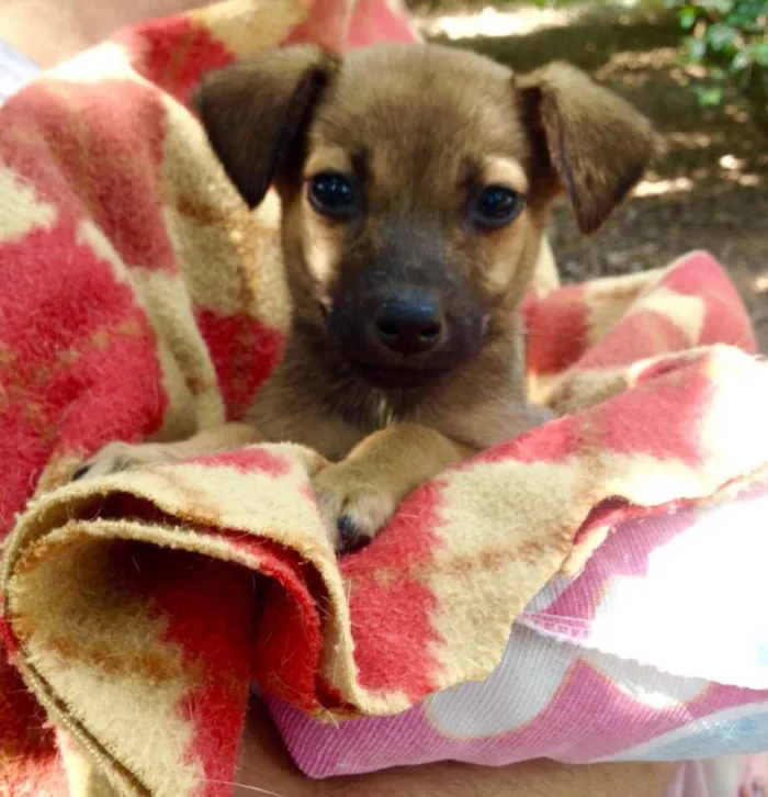 Cachorro ra a Srd idade Abaixo de 2 meses nome Leo