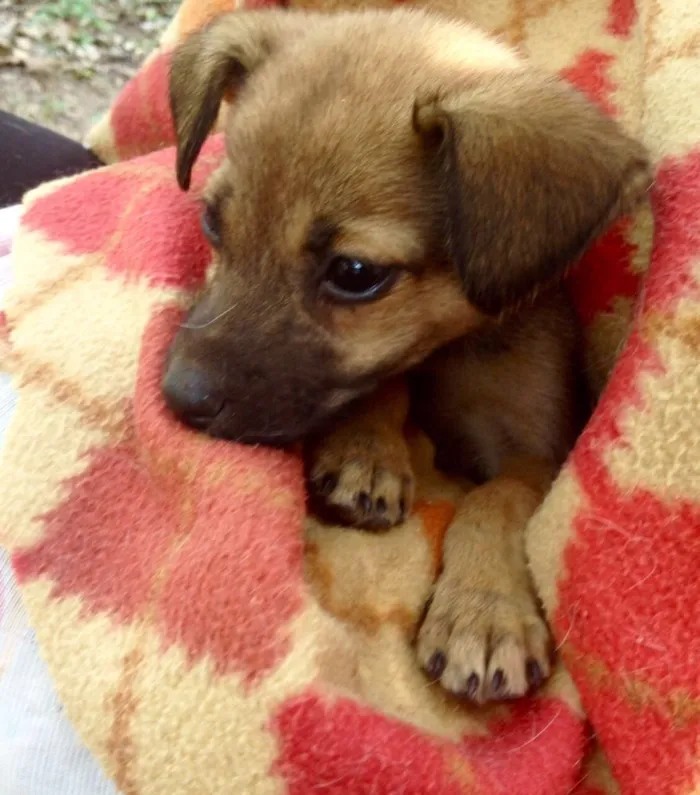 Cachorro ra a Srd idade Abaixo de 2 meses nome Leo