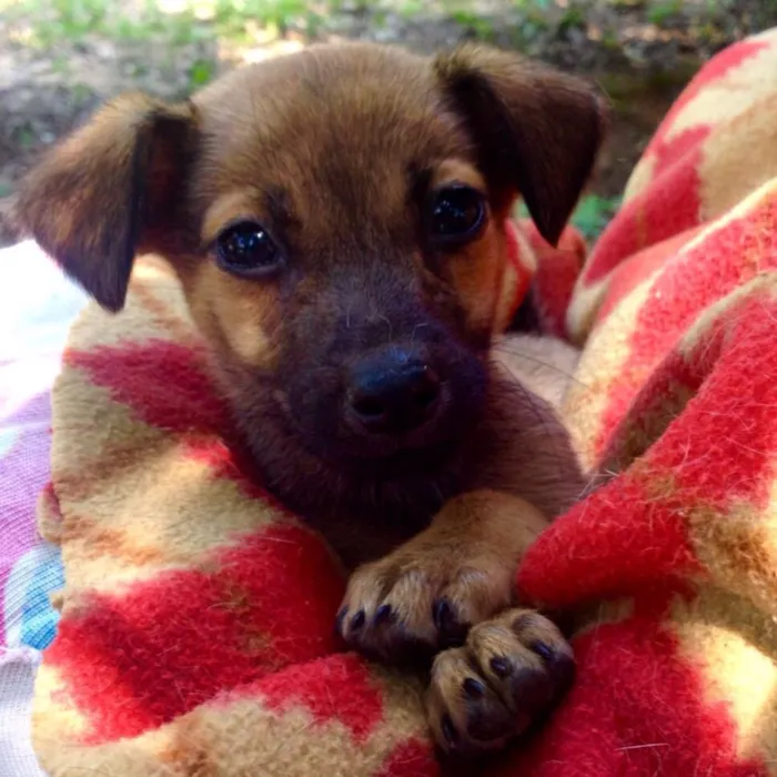 Cachorro ra a Srd idade Abaixo de 2 meses nome Leo