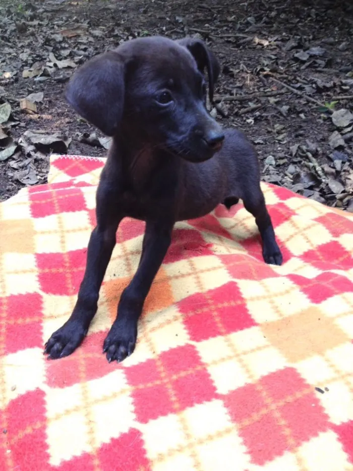 Cachorro ra a Sed idade 2 a 6 meses nome Olivia Palito