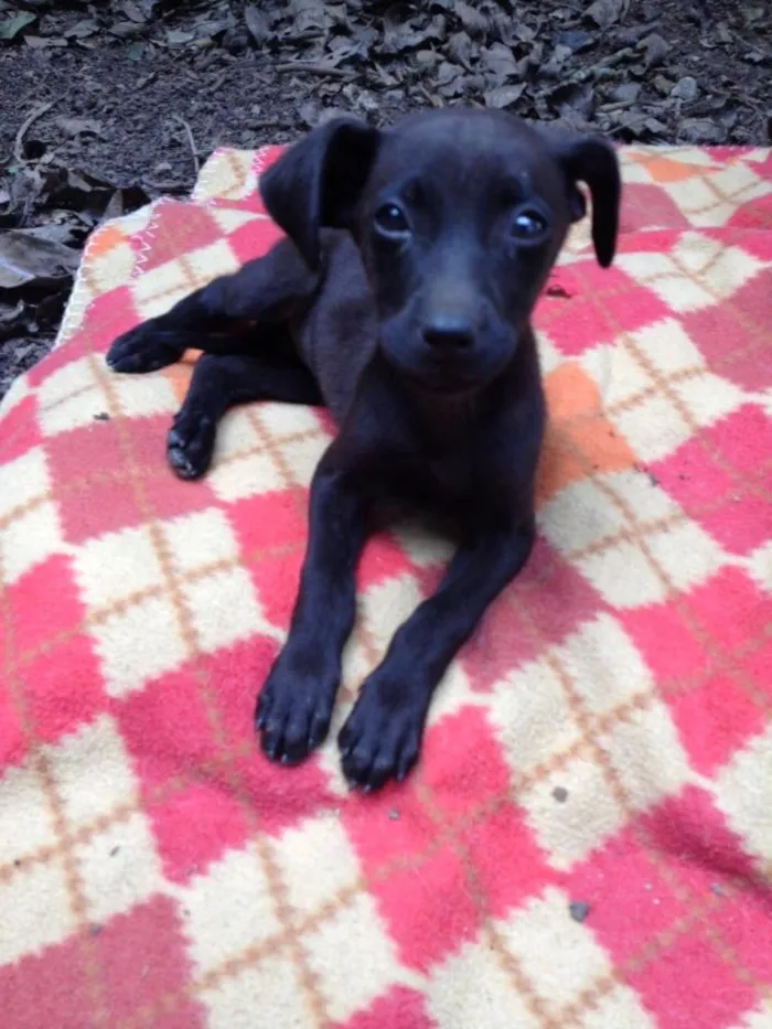 Cachorro ra a Sed idade 2 a 6 meses nome Olivia Palito