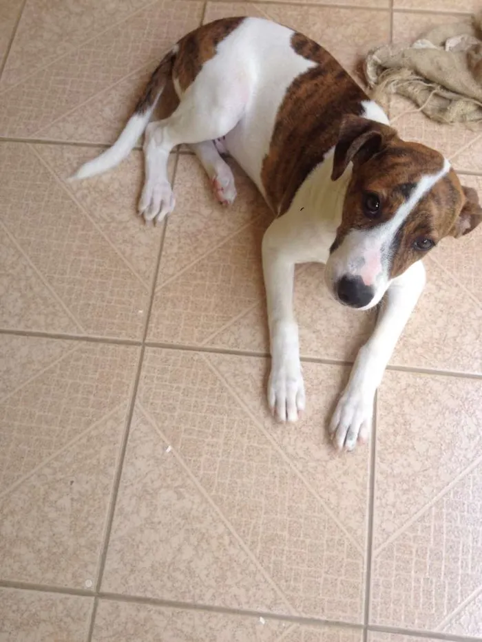 Cachorro ra a  idade 2 a 6 meses nome Sheike