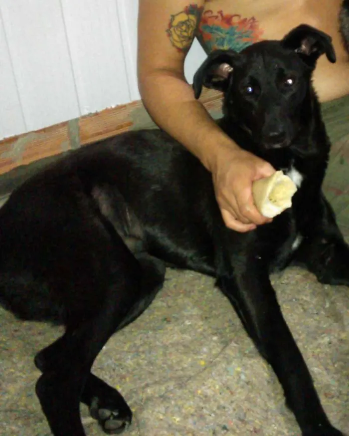 Cachorro ra a SRD idade 2 anos nome Carlos