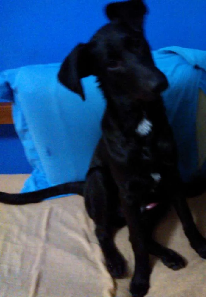 Cachorro ra a SRD idade 2 anos nome Carlos
