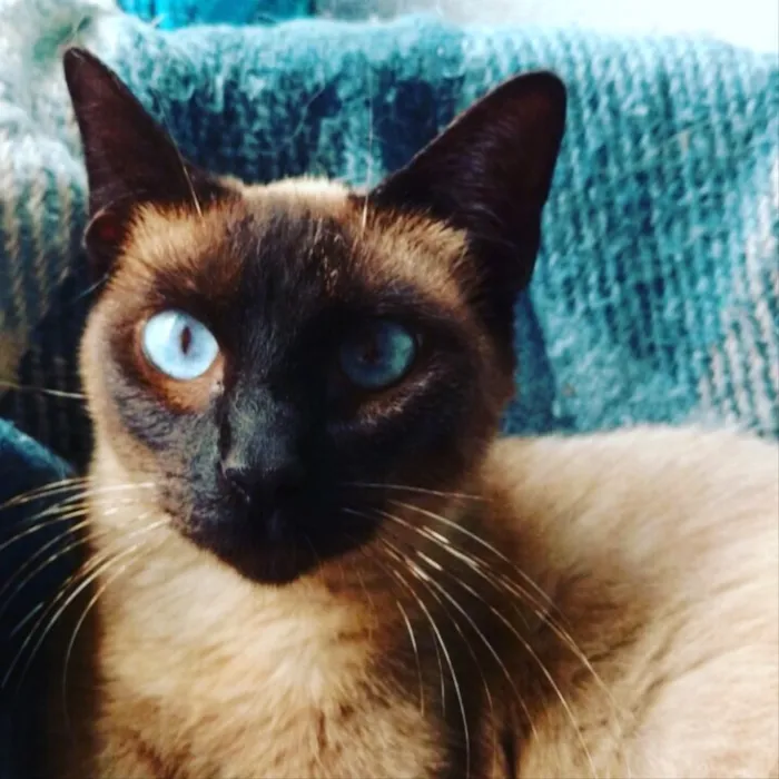 Gato ra a  idade 7 a 11 meses nome Alexia