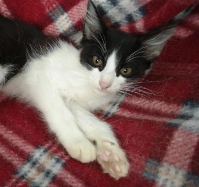 Gato ra a Srd idade 2 a 6 meses nome Rubi