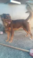 Biscoito