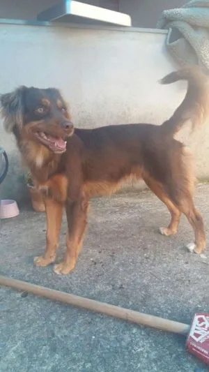 Cachorro raça Vira-lata com uma raça que não conheço idade 1 ano nome Biscoito