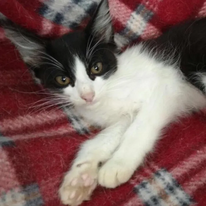 Gato ra a Srd idade 2 a 6 meses nome Rubi