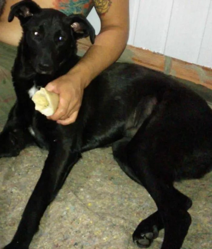 Cachorro ra a SRD idade 2 anos nome Carlos
