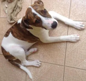 Cachorro raça  idade 2 a 6 meses nome Sheike