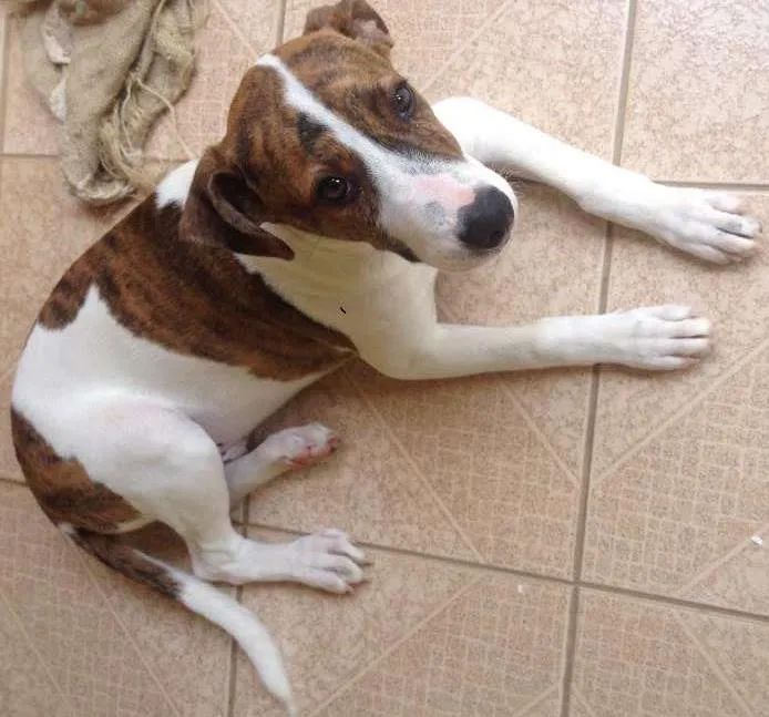 Cachorro ra a  idade 2 a 6 meses nome Sheike