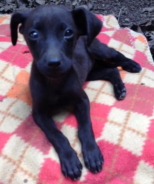 Cachorro ra a Sed idade 2 a 6 meses nome Olivia Palito