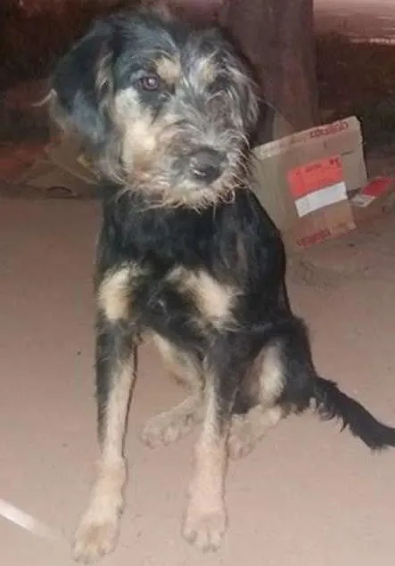 Cachorro ra a srd idade 3 anos nome seu madruga 