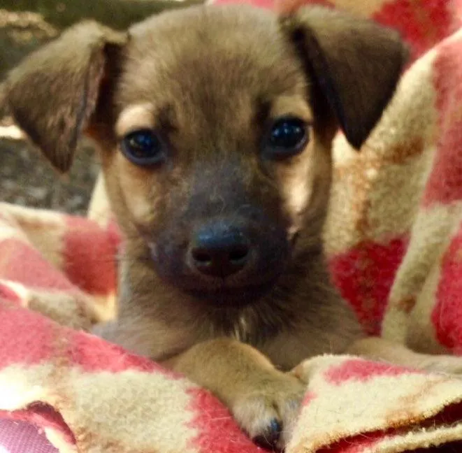 Cachorro ra a Srd idade Abaixo de 2 meses nome Leo