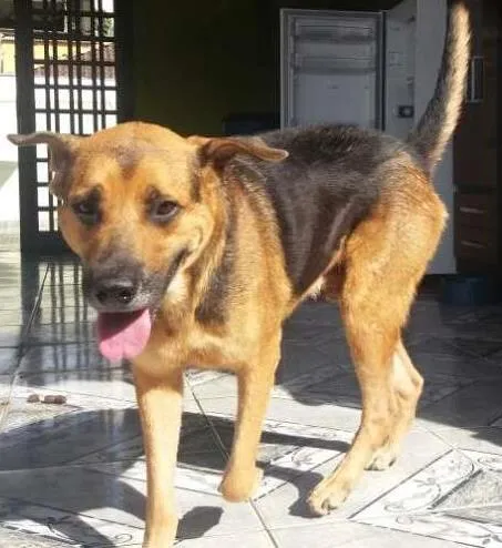 Cachorro ra a Mix pastor idade 3 anos nome Romeu