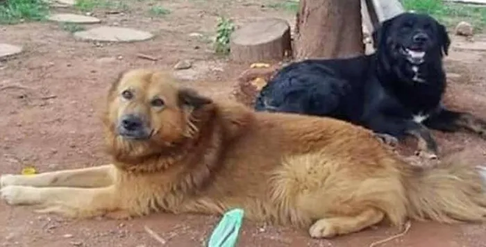 Cachorro ra a srd idade 2 anos nome lino