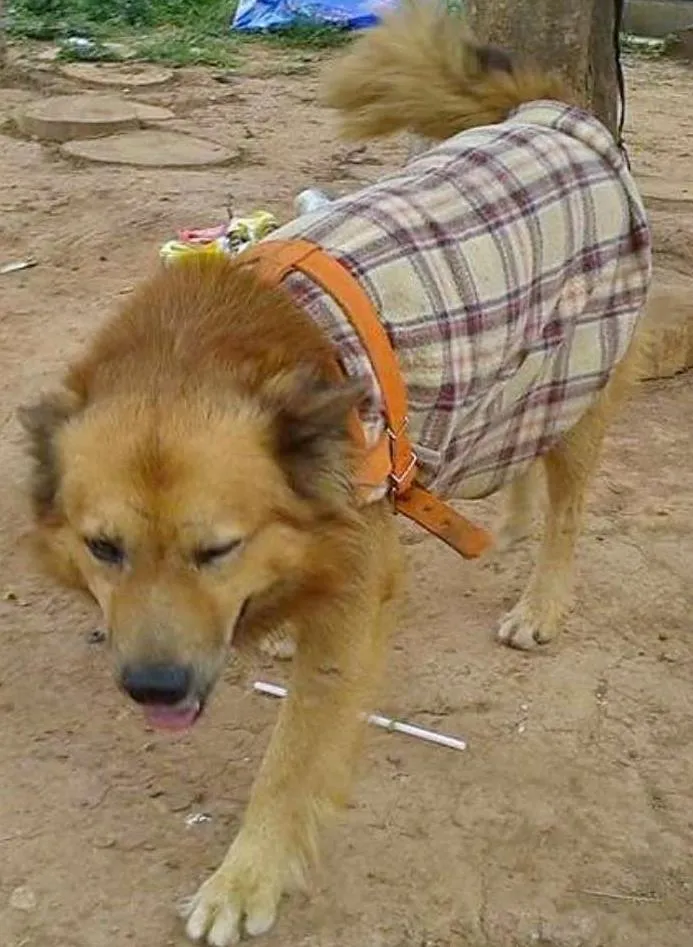Cachorro ra a Mix chow chow idade 2 anos nome Leon