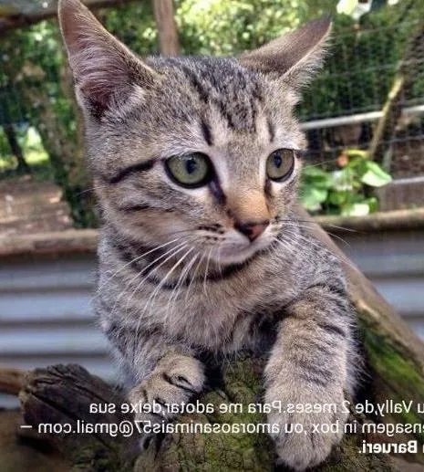 Gato ra a Srd idade 2 a 6 meses nome Papito