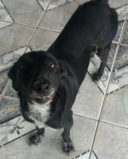 Cachorro ra a srd idade 3 anos nome tita