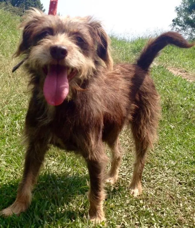 Cachorro ra a SRD idade 7 a 11 meses nome Stella