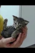 Gigi