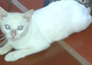 Gato raça Desconhecida idade 2 anos nome Branquinha