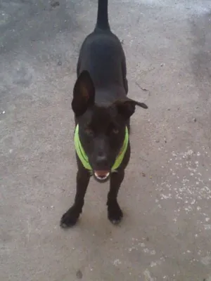 Cachorro raça Sem raça idade 7 a 11 meses nome Mike