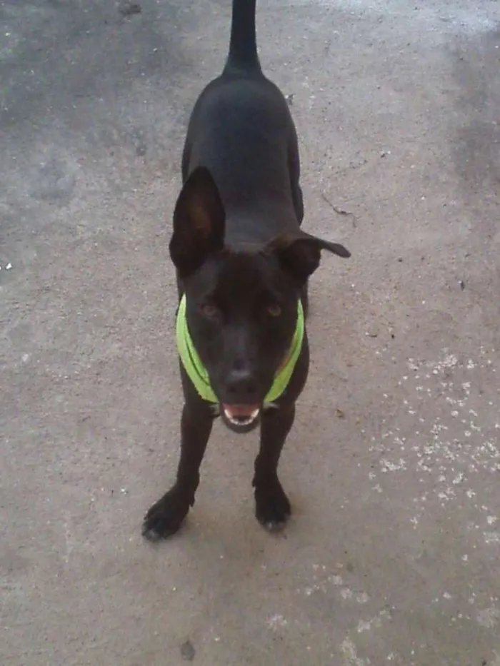 Cachorro ra a Sem raça idade 7 a 11 meses nome Mike