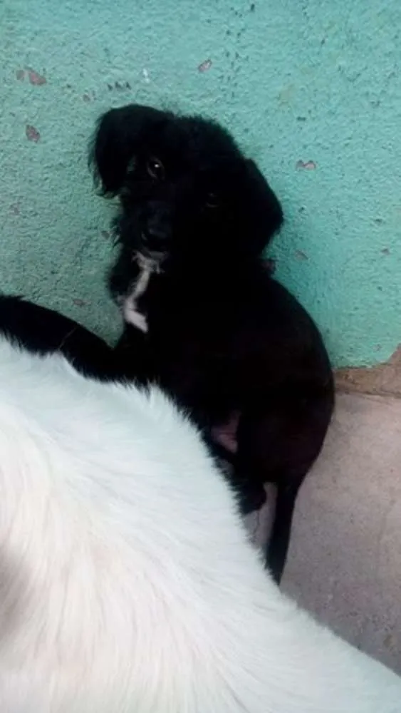 Cachorro raça Vira-lata idade 2 a 6 meses nome Sem nome