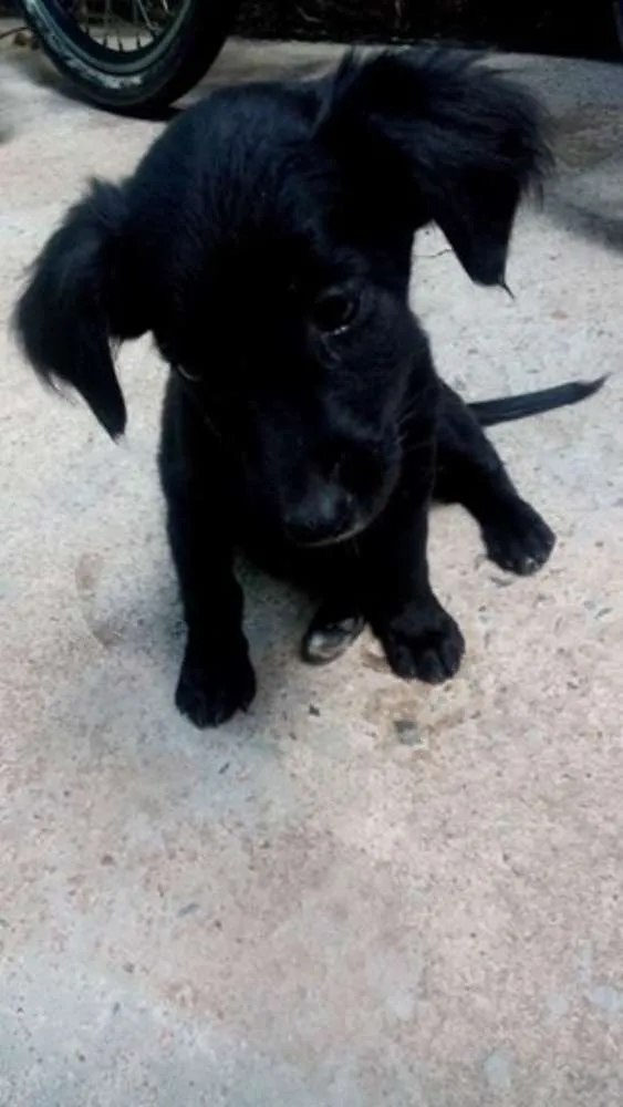 Cachorro raça Vira-lata idade 2 a 6 meses nome Sem nome