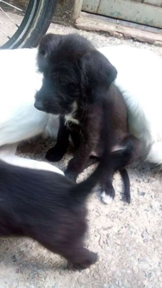 Cachorro raça Vira-lata idade 2 a 6 meses nome Sem nome