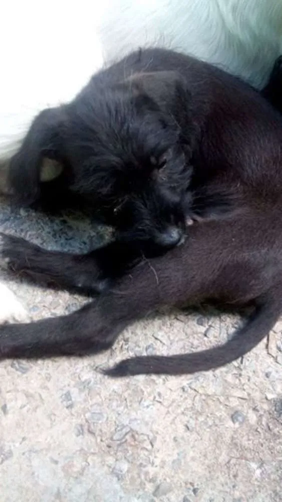Cachorro raça Vira-lata idade 2 a 6 meses nome Sem nome