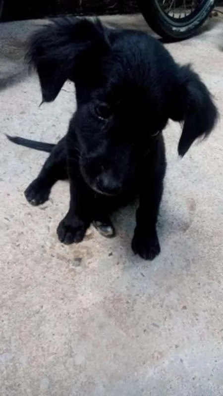 Cachorro raça Vira-lata idade 2 a 6 meses nome Sem nome