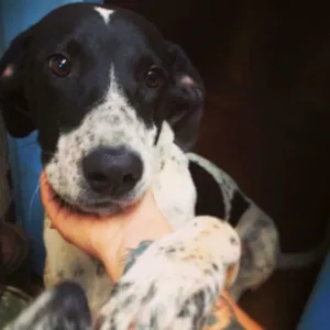 Cachorro raça Perdigueiro  idade 1 ano nome Duque