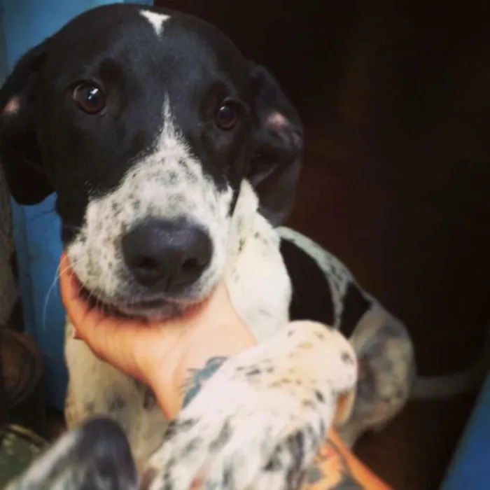Cachorro ra a Perdigueiro  idade 1 ano nome Duque